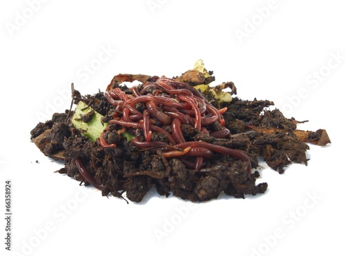 Earthworms in compost photo