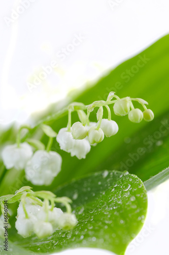 Convallariae herba with drops photo