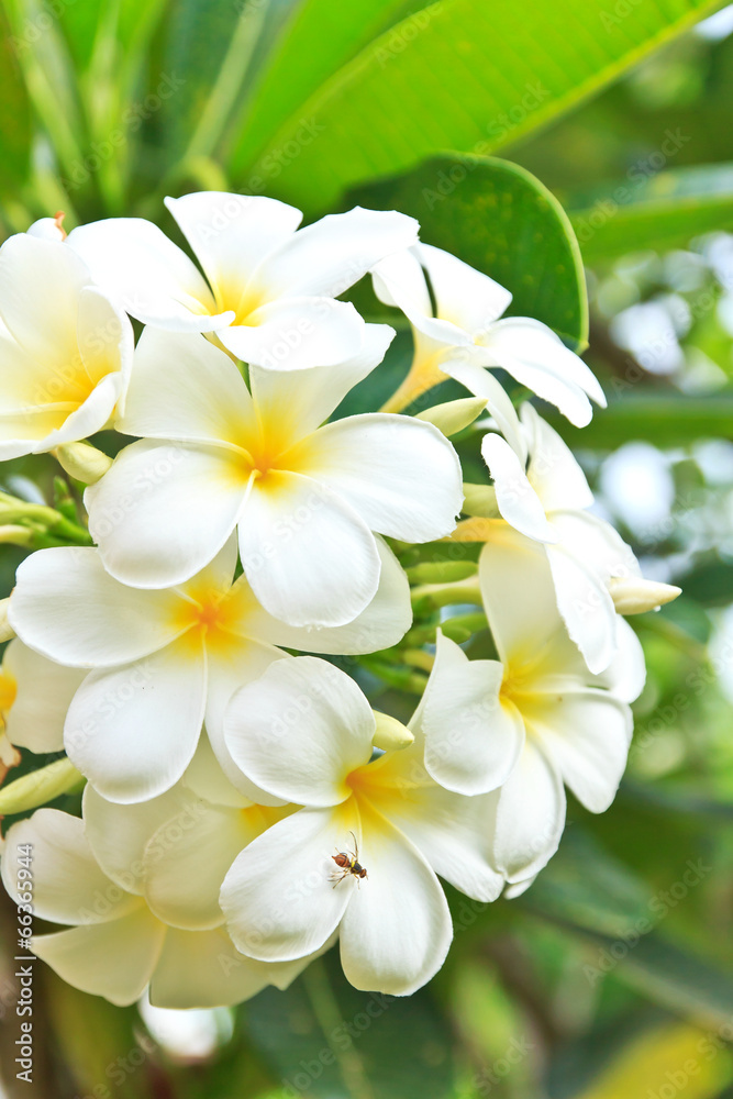 White lelawadee flower White lelawadee flower