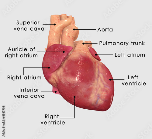 Fototapeta kuchenna human Heart