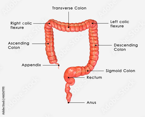 Large intestine photo