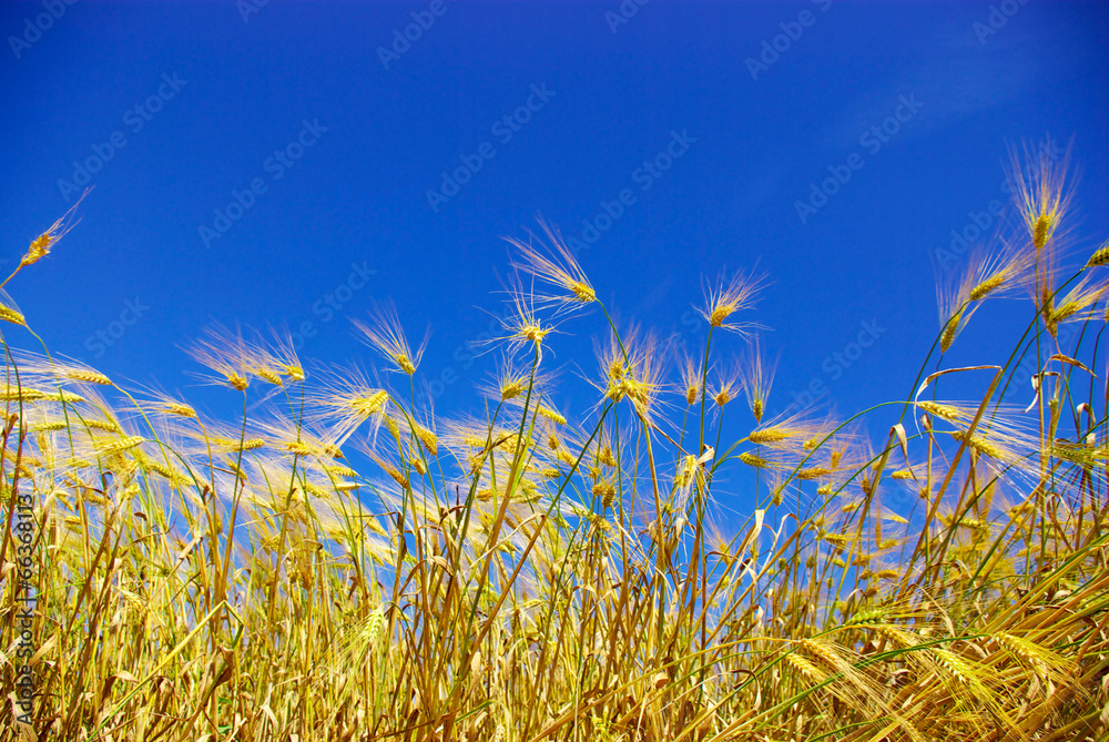 Obraz premium wheat on blue sky