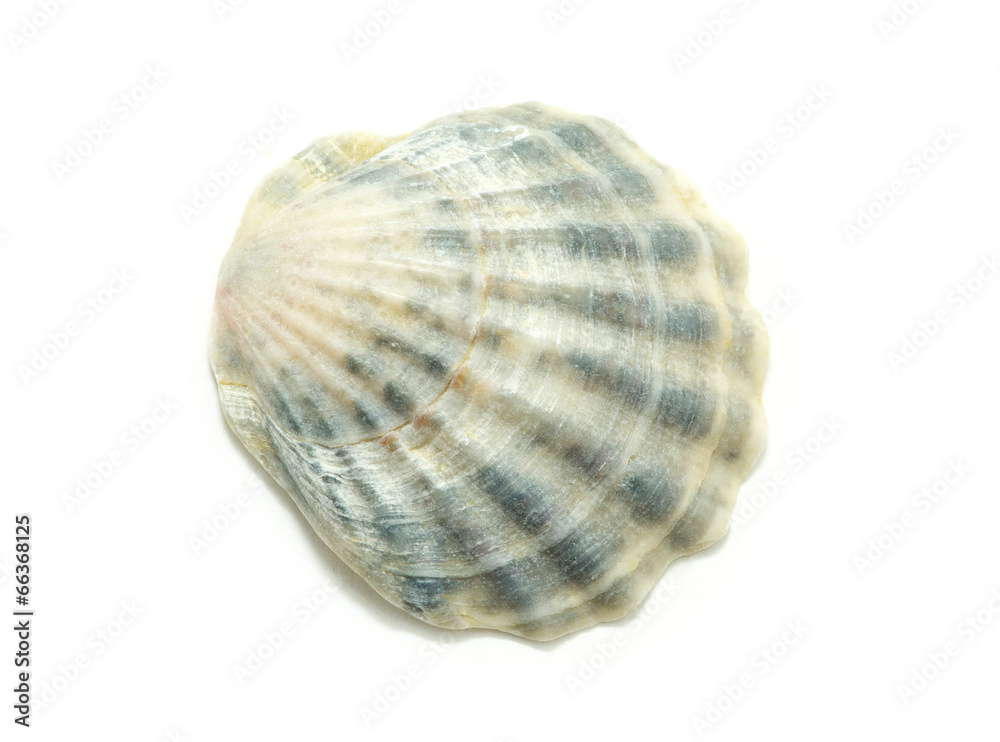 shell