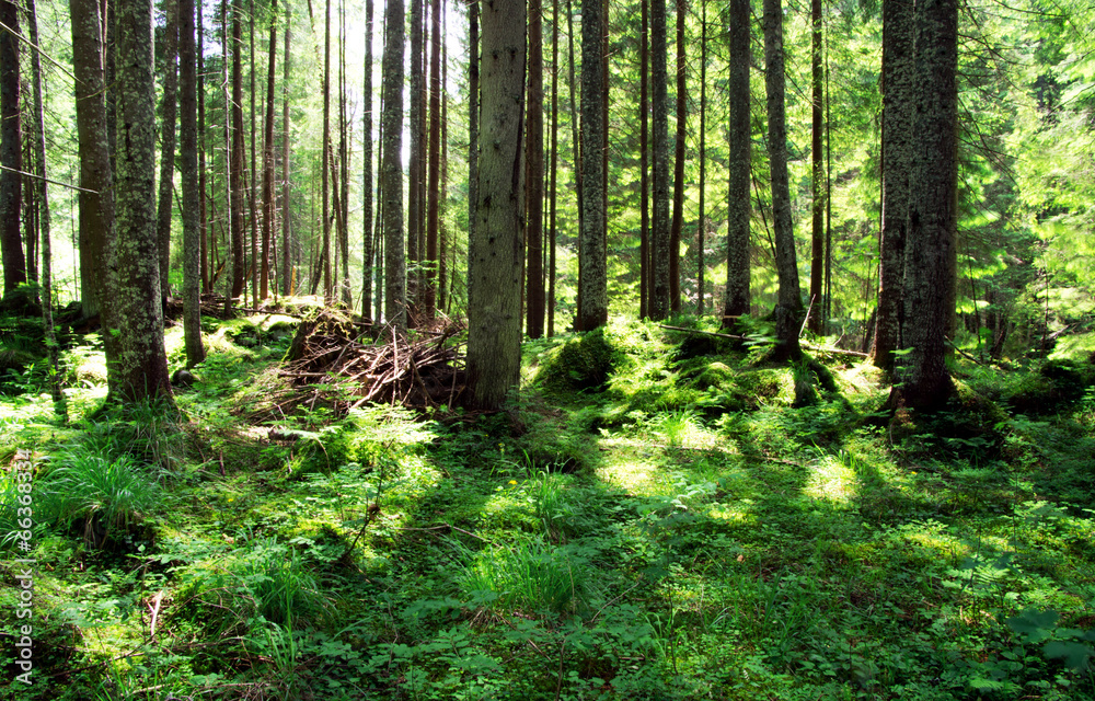 forest forest