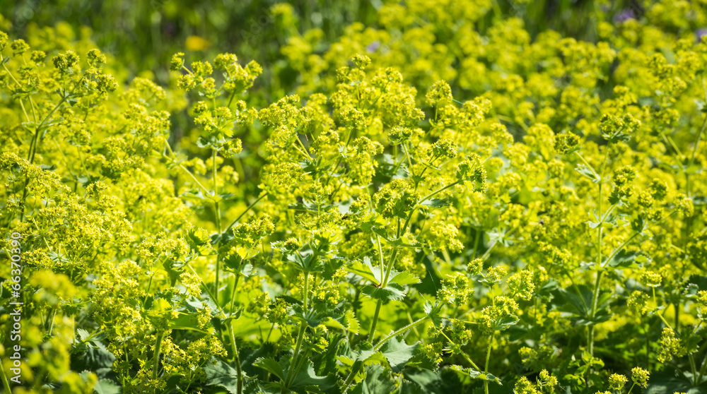 Budding and flowering Alchemilla Mollis plants Budding and flowering Alchemilla Mollis plants