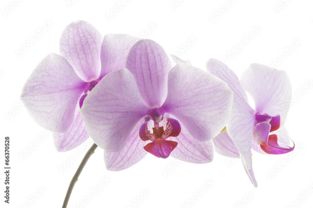 Pink streaked orchid flowers Pink streaked orchid flowers