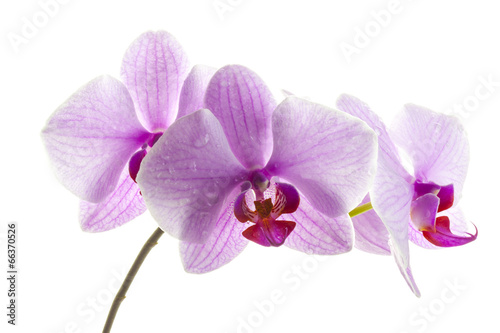 Pink streaked orchid flowers