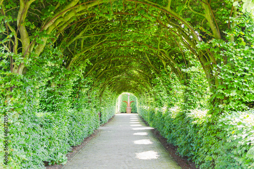 Walkway with green trees