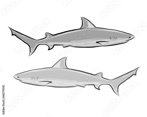 Shark sketch for your design