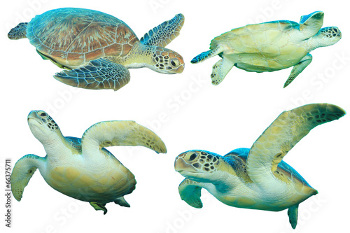 Sea Turtles isolated on white