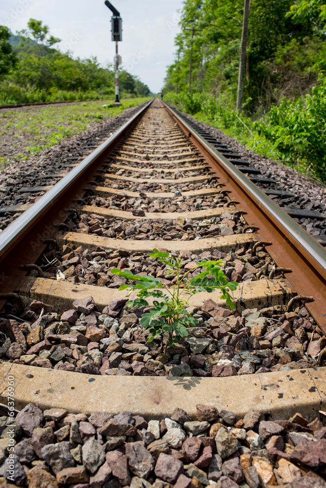 Fototapeta premium Small plant grow up between the railway