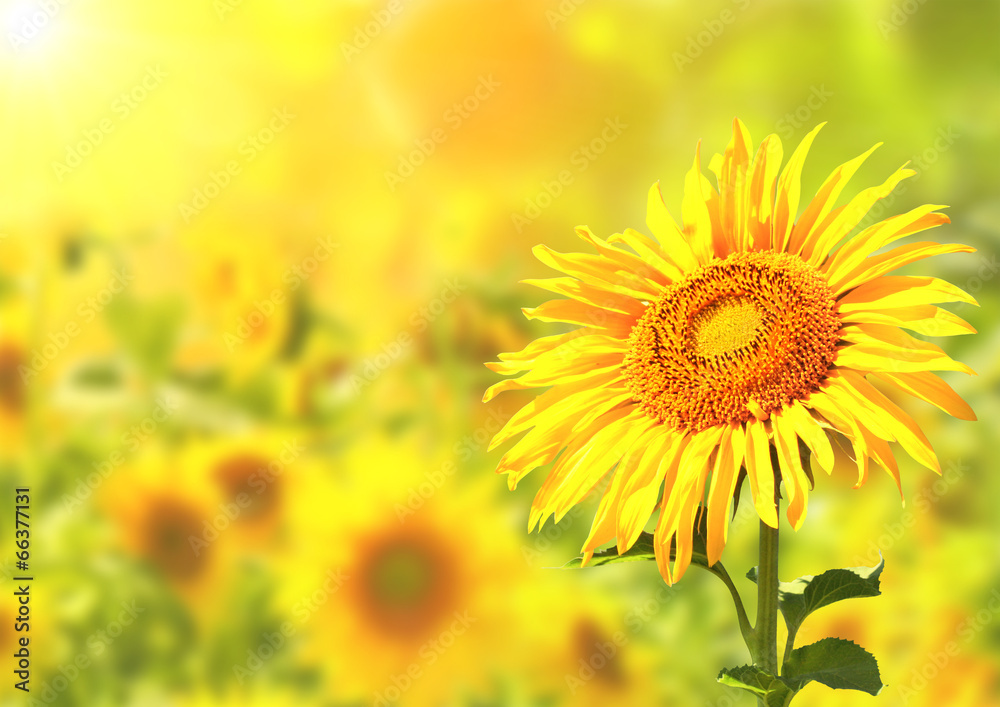 Bright yellow sunflowers - obrazy, fototapety, plakaty 