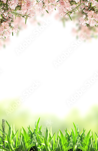 Fototapeta Naklejka Na Ścianę i Meble -  Pink flowers