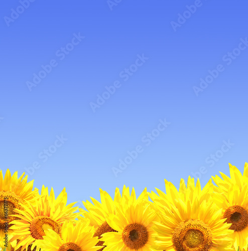 Fototapeta Naklejka Na Ścianę i Meble -  Bright yellow sunflowers