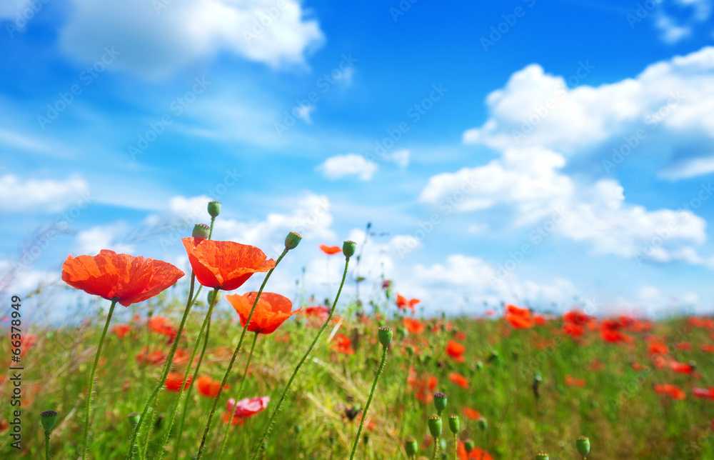 Naklejka premium Flowers poppy on a background of the blue sky
