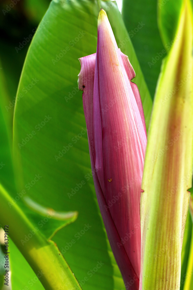 Ornamental Banana Flower Ornamental Banana Flower