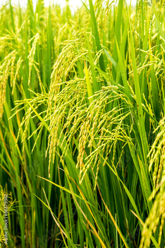 rice field background photo