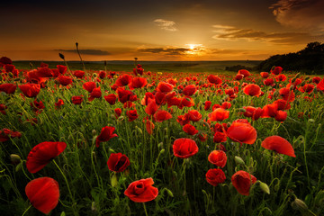 Papier peint photo Coquelicots Coquelicots au soleil couchant doré  © Jess_Ivanova
