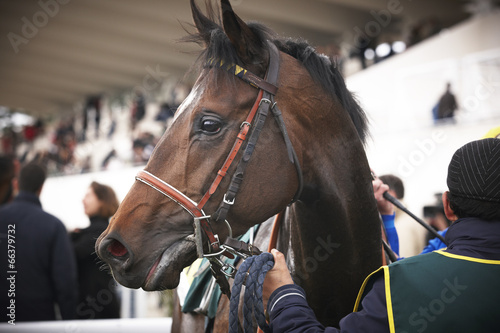 Fototapeta Naklejka Na Ścianę i Meble -  Race horse head detail in the paddock