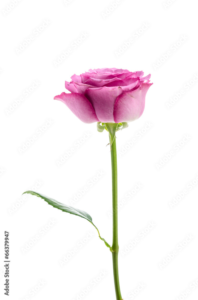 Pink rose isolated on white Pink rose isolated on white