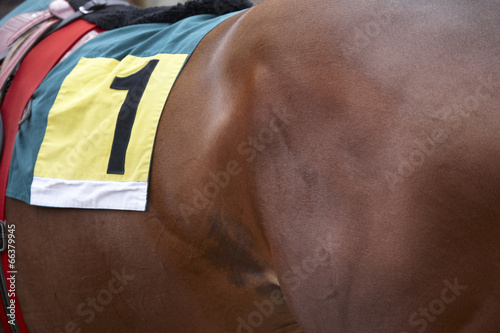 Fototapeta Naklejka Na Ścianę i Meble -  Race horse detail with number one