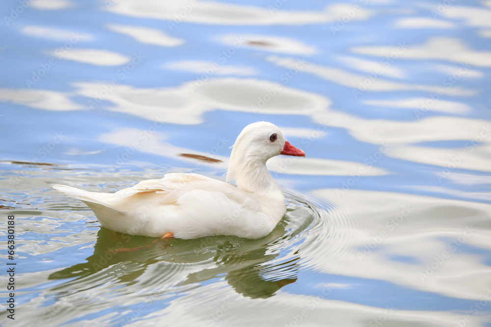 Swimming white duck on sunny day