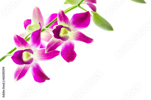 Orchind isolated white background