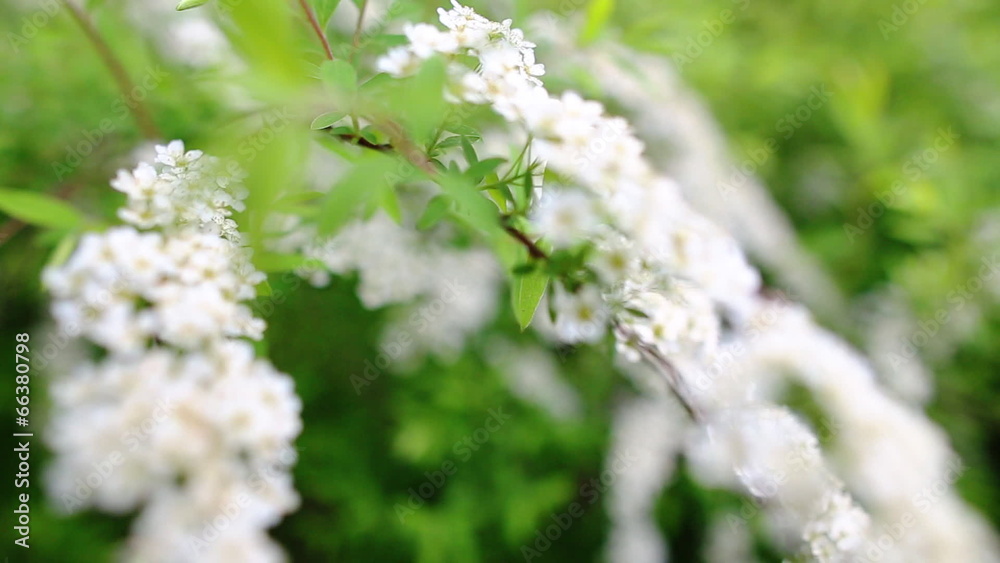 blooming garden blooming garden