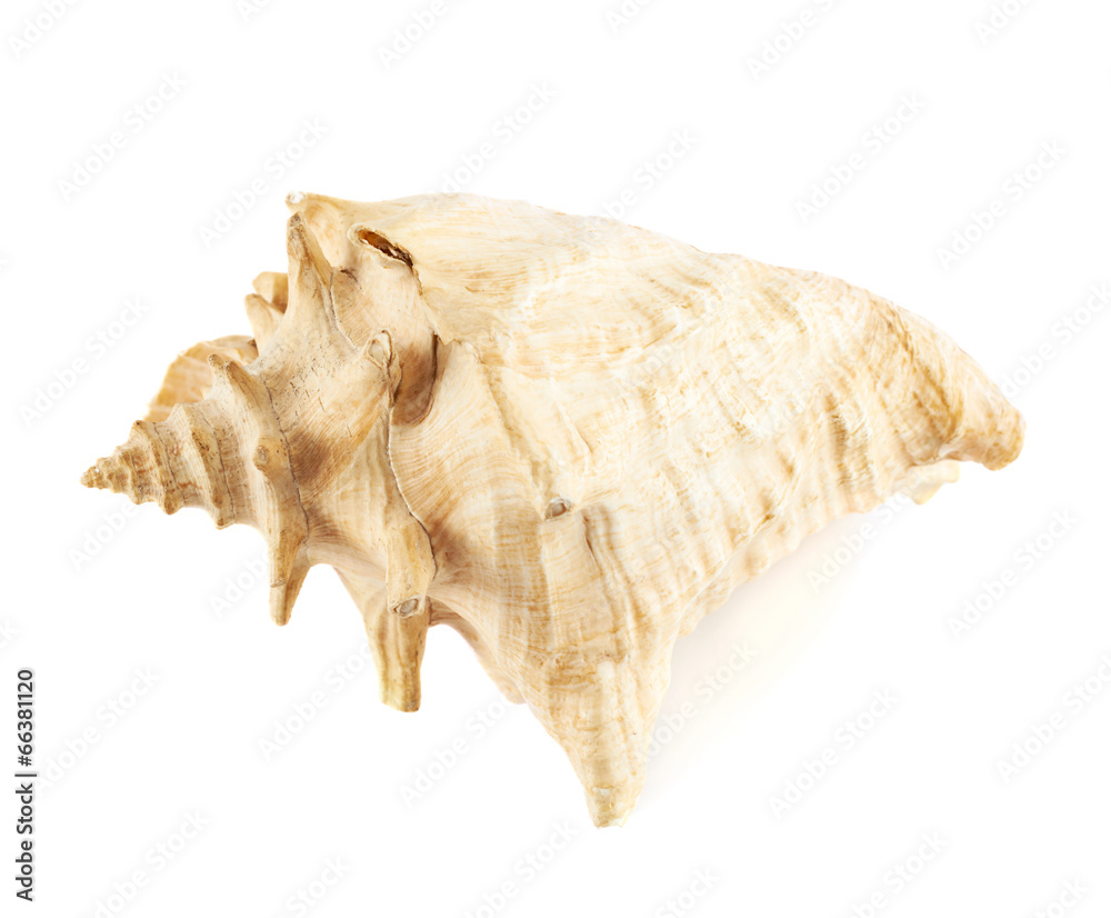 Seashell isolated over the white Seashell isolated over the white