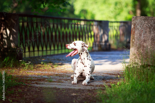 Fototapeta Naklejka Na Ścianę i Meble -  Dalmatian dog