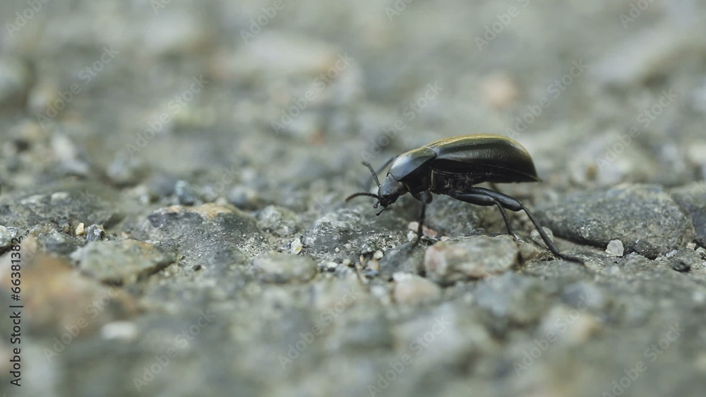 Aggro beetle Aggro beetle