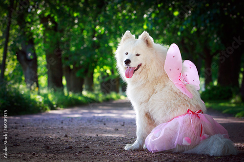 Samoyed dog photo