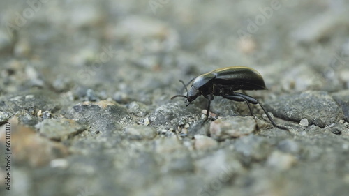 Aggro beetle photo