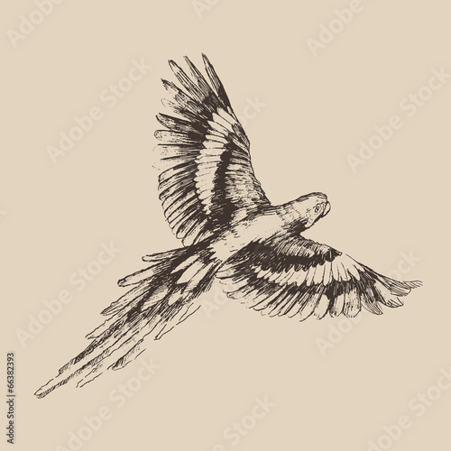 parrot vintage engraved illustration, hand drawn, sketch
