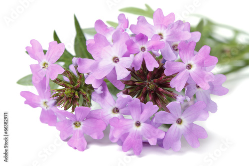 delicate purple flowers verbena isolated