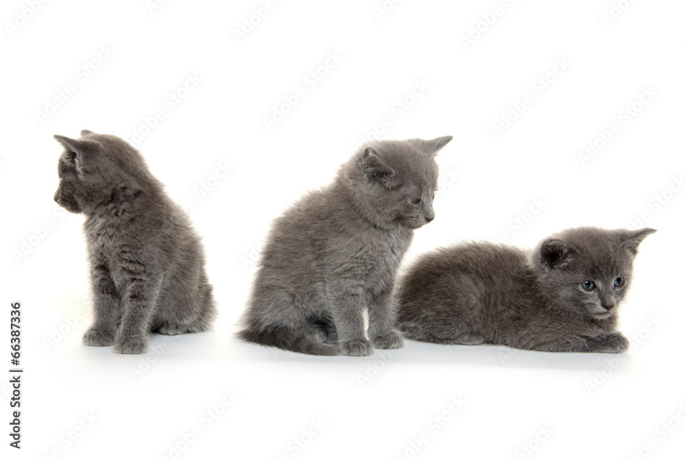 Three gray kittens