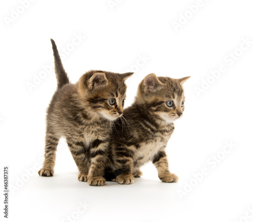 Fototapeta Naklejka Na Ścianę i Meble -  Two tabby kittens
