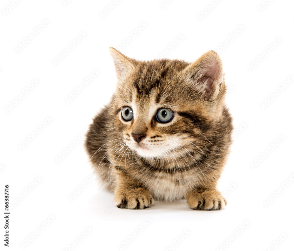 Obraz premium Cute tabby kitten on white
