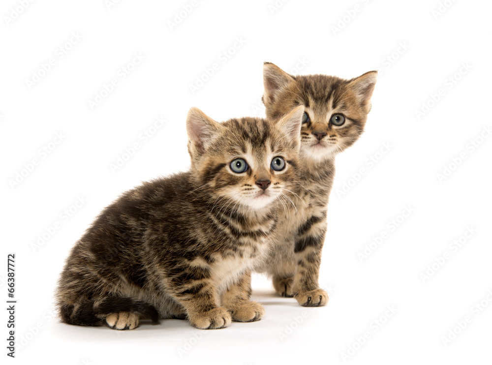 Two tabby kittens Two tabby kittens
