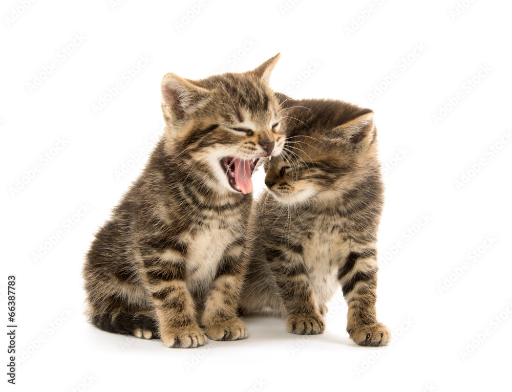 Obraz premium Two tabby kittens