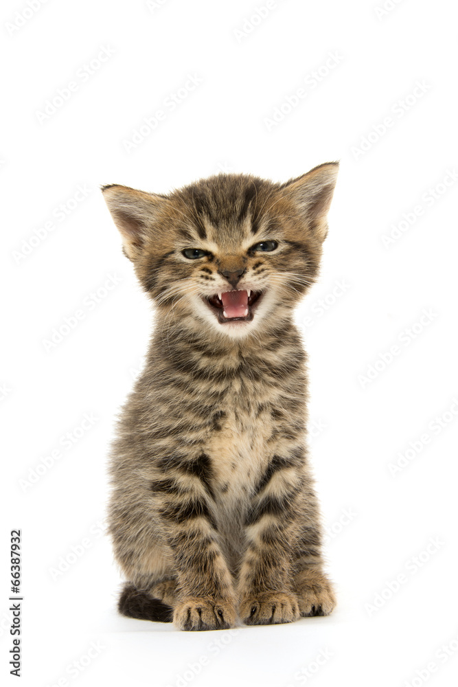 Fototapeta premium Cute tabby kitten on white