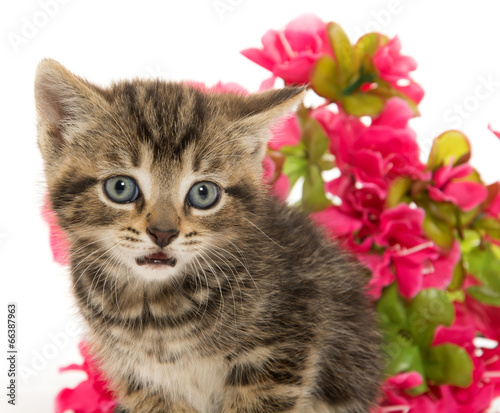 tabby kitten and flowers
