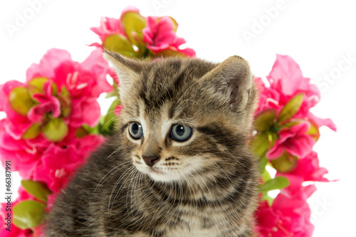 tabby kitten and flowers © Tony Campbell