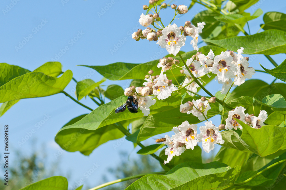 Catalpa bignonioides Stock Photo Adobe Stock