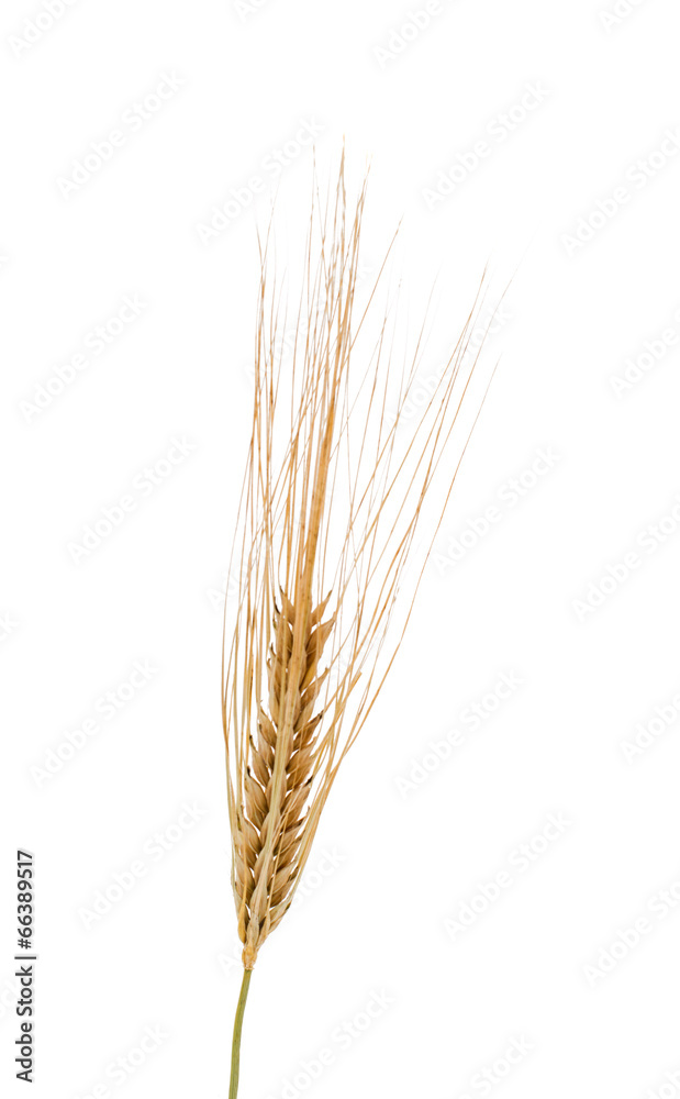 ears of wheat isolated ears of wheat isolated