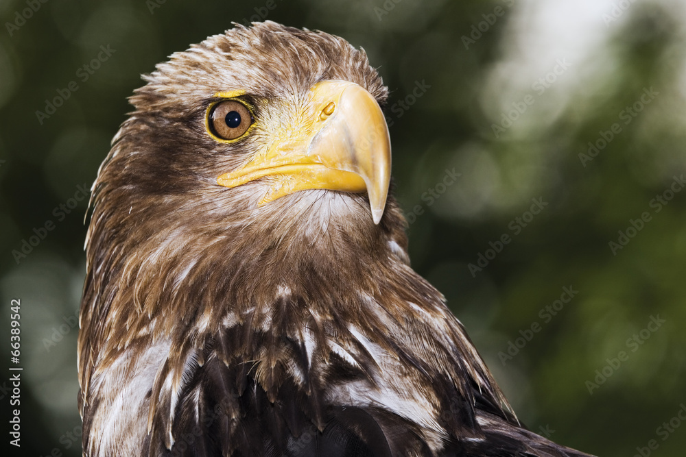 Obraz premium Brauner Adler, Hellenthal, Deutschland