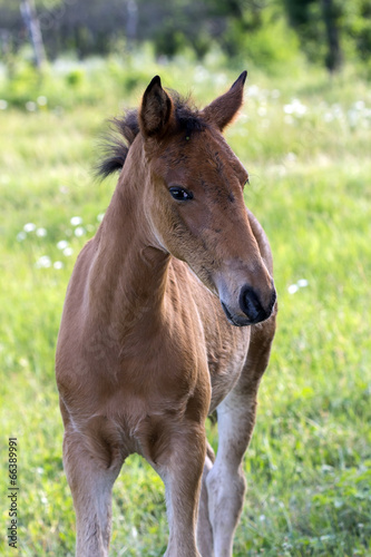 the curious perky foal