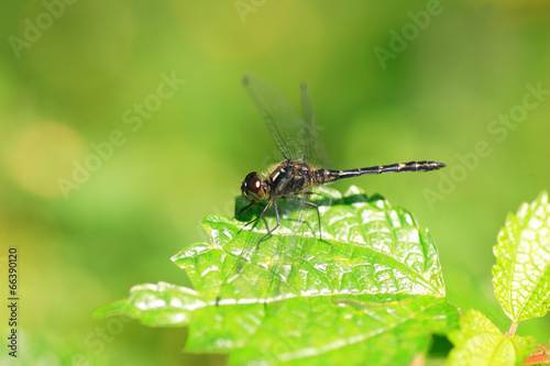 Sympetrum maculatum dragonfly in Japan  © feathercollector