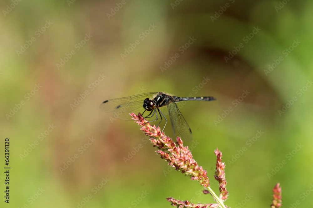 Sympetrum maculatum dragonfly in Japan Sympetrum maculatum dragonfly in Japan