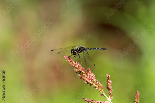 Sympetrum maculatum dragonfly in Japan 